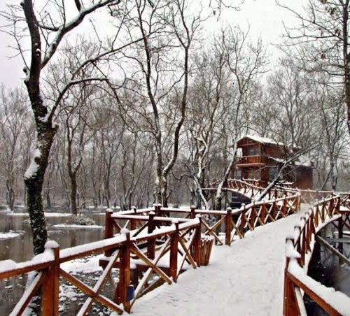 lotusevleri-samsun-kus-cenneti-4